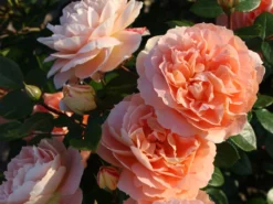 Beetrose 'Die Schöne Vom See' ® -Deutschland Garten Funk Verkaufs-Shop beetrose die schoene vom see m056472 w 0