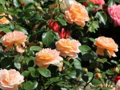 Beetrose 'Die Schöne Vom See' ® -Deutschland Garten Funk Verkaufs-Shop beetrose die schoene vom see m056472 w 1