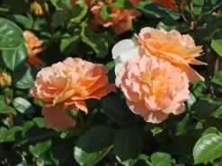 Beetrose 'Die Schöne Vom See' ® -Deutschland Garten Funk Verkaufs-Shop beetrose die schoene vom see m056472 w 2