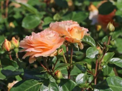 Beetrose 'Die Schöne Vom See' ® -Deutschland Garten Funk Verkaufs-Shop beetrose die schoene vom see m056472 w 3