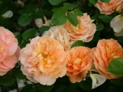 Beetrose 'Die Schöne Vom See' ® -Deutschland Garten Funk Verkaufs-Shop beetrose die schoene vom see m056472 w 4