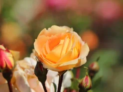 Beetrose 'Die Schöne Vom See' ® -Deutschland Garten Funk Verkaufs-Shop beetrose die schoene vom see m056472 w 6