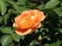 Beetrose 'Die Schöne Vom See' ® -Deutschland Garten Funk Verkaufs-Shop beetrose die schoene vom see m056472 w 7