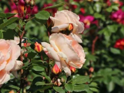 Beetrose 'Die Schöne Vom See' ® -Deutschland Garten Funk Verkaufs-Shop beetrose die schoene vom see m056472 w 9