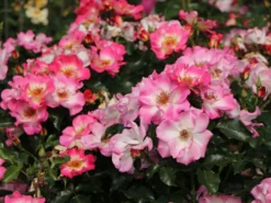 Beetrose 'Dolomiti' ® -Deutschland Garten Funk Verkaufs-Shop beetrose dolomiti m055124 w 0