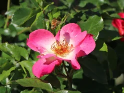 Beetrose 'Dolomiti' ® -Deutschland Garten Funk Verkaufs-Shop beetrose dolomiti m055124 w 1