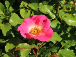 Beetrose 'Dolomiti' ® -Deutschland Garten Funk Verkaufs-Shop beetrose dolomiti m055124 w 10