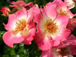 Beetrose 'Dolomiti' ® -Deutschland Garten Funk Verkaufs-Shop beetrose dolomiti m055124 w 3