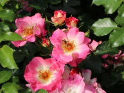 Beetrose 'Dolomiti' ® -Deutschland Garten Funk Verkaufs-Shop beetrose dolomiti m055124 w 5