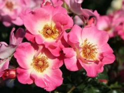 Beetrose 'Dolomiti' ® -Deutschland Garten Funk Verkaufs-Shop beetrose dolomiti m055124 w 7