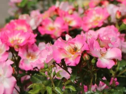 Beetrose 'Dolomiti' ® -Deutschland Garten Funk Verkaufs-Shop beetrose dolomiti m055124 w 8