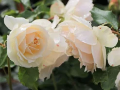 Beetrose 'Edelweiß'