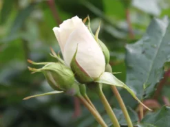 Beetrose 'Edelweiß' -Deutschland Garten Funk Verkaufs-Shop beetrose edelweiss m005656 w 1