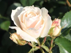 Beetrose 'Edelweiß' -Deutschland Garten Funk Verkaufs-Shop beetrose edelweiss m005656 w 3