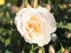 Beetrose 'Edelweiß' -Deutschland Garten Funk Verkaufs-Shop beetrose edelweiss m005656 w 4