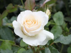 Beetrose 'Edelweiß' -Deutschland Garten Funk Verkaufs-Shop beetrose edelweiss m005656 w 5