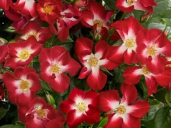 Beetrose 'Everglow Ruby'