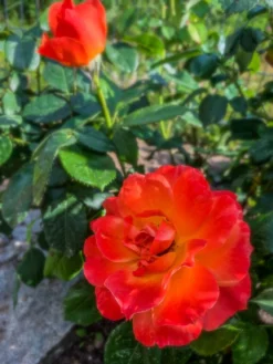 Beetrose 'Fellowship' ® -Deutschland Garten Funk Verkaufs-Shop beetrose fellowship m005836 455837 0