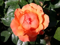 Beetrose 'Fellowship' ® -Deutschland Garten Funk Verkaufs-Shop beetrose fellowship m005836 w 0