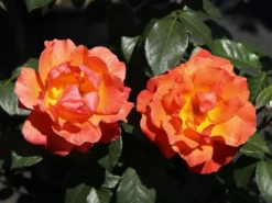 Beetrose 'Fellowship' ® -Deutschland Garten Funk Verkaufs-Shop beetrose fellowship m005836 w 1