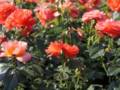 Beetrose 'Fellowship' ® -Deutschland Garten Funk Verkaufs-Shop beetrose fellowship m005836 w 2