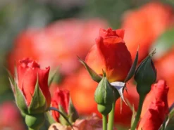 Beetrose 'Fellowship' ® -Deutschland Garten Funk Verkaufs-Shop beetrose fellowship m005836 w 3