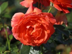 Beetrose 'Fellowship' ® -Deutschland Garten Funk Verkaufs-Shop beetrose fellowship m005836 w 4