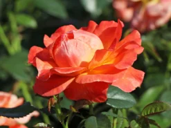 Beetrose 'Fellowship' ® -Deutschland Garten Funk Verkaufs-Shop beetrose fellowship m005836 w 5