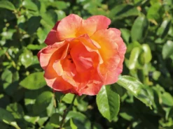 Beetrose 'Fellowship' ® -Deutschland Garten Funk Verkaufs-Shop beetrose fellowship m005836 w 7