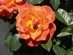 Beetrose 'Fellowship' ® -Deutschland Garten Funk Verkaufs-Shop beetrose fellowship m005836 w 8