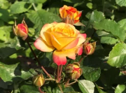 Beetrose 'Firebird' ® -Deutschland Garten Funk Verkaufs-Shop beetrose firebird m099224 1136959 0