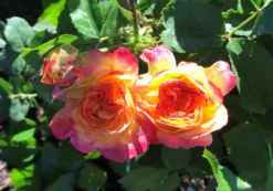 Beetrose 'Firebird' ® -Deutschland Garten Funk Verkaufs-Shop beetrose firebird m099224 1136959 1