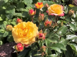 Beetrose 'Firebird' ® -Deutschland Garten Funk Verkaufs-Shop beetrose firebird m099224 1136959 2