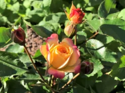 Beetrose 'Firebird' ® -Deutschland Garten Funk Verkaufs-Shop beetrose firebird m099224 1136959 3