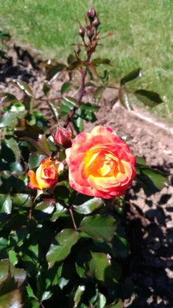 Beetrose 'Firebird' ® -Deutschland Garten Funk Verkaufs-Shop beetrose firebird m099224 525796 0