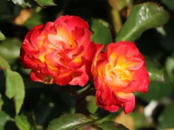 Beetrose 'Firebird' ® -Deutschland Garten Funk Verkaufs-Shop beetrose firebird m099224 w 2