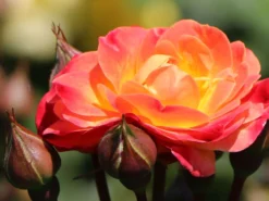 Beetrose 'Firebird' ® -Deutschland Garten Funk Verkaufs-Shop beetrose firebird m099224 w 3