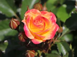 Beetrose 'Firebird' ® -Deutschland Garten Funk Verkaufs-Shop beetrose firebird m099224 w 4