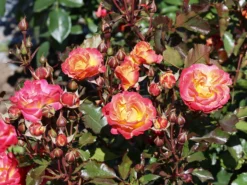 Beetrose 'Firebird' ® -Deutschland Garten Funk Verkaufs-Shop beetrose firebird m099224 w 5