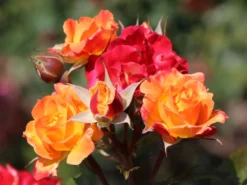 Beetrose 'Firebird' ® -Deutschland Garten Funk Verkaufs-Shop beetrose firebird m099224 w 9