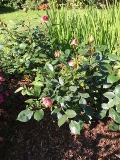 Beetrose 'Garden Of Roses' ® -Deutschland Garten Funk Verkaufs-Shop beetrose garden of roses m048587 193676 0