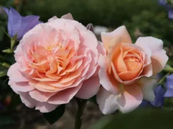 Beetrose 'Garden Of Roses' ® -Deutschland Garten Funk Verkaufs-Shop beetrose garden of roses m048587 w 1