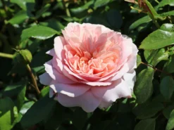 Beetrose 'Garden Of Roses' ® -Deutschland Garten Funk Verkaufs-Shop beetrose garden of roses m048587 w 2