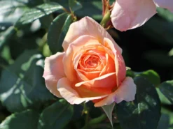 Beetrose 'Garden Of Roses' ® -Deutschland Garten Funk Verkaufs-Shop beetrose garden of roses m048587 w 4