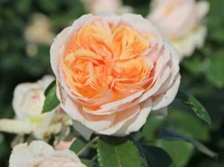 Beetrose 'Garden Of Roses' ® -Deutschland Garten Funk Verkaufs-Shop beetrose garden of roses m048587 w 5