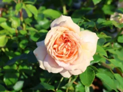 Beetrose 'Garden Of Roses' ® -Deutschland Garten Funk Verkaufs-Shop beetrose garden of roses m048587 w 6