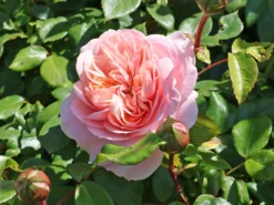 Beetrose 'Garden Of Roses' ® -Deutschland Garten Funk Verkaufs-Shop beetrose garden of roses m048587 w 8