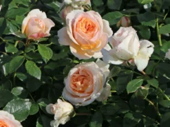 Beetrose 'Garden Of Roses' ® -Deutschland Garten Funk Verkaufs-Shop beetrose garden of roses m048587 w 9