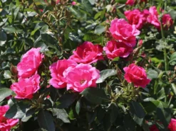 Beetrose 'Gartenfreund' ® -Deutschland Garten Funk Verkaufs-Shop beetrose gartenfreund m099174 w 1