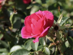 Beetrose 'Gartenfreund' ® -Deutschland Garten Funk Verkaufs-Shop beetrose gartenfreund m099174 w 2